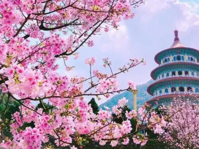 Khám phá mùa xuân hoa anh đào Đài Loan mê hoặc lòng người