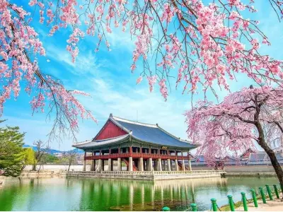 Rực rỡ mùa xuân hoa anh đào Hàn Quốc trong nắng ấm
