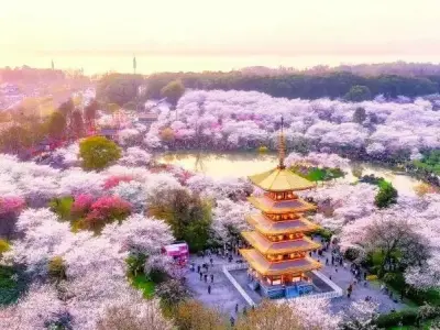 Mùa xuân hoa anh đào Trung Quốc đẹp rực rỡ khắp nơi