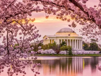 Mùa xuân hoa anh đào Washington DC khoe sắc tuyệt vời
