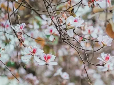 Ngỡ ngàng trước mùa hoa ban Mộc Châu đẹp như cổ tích