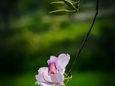 Khám phá mùa xuân hoa ban Sơn La trắng tinh khôi dịu dàng