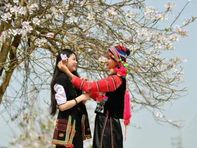 Mùa xuân hoa ban Tuyên Quang trắng tinh khôi rực rỡ