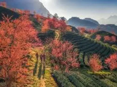 Tuyển chọn ảnh hoa đào Sapa mùa xuân tuyệt đẹp