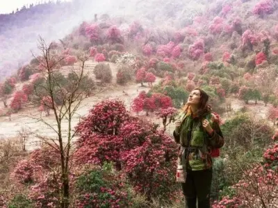 Khám phá mùa xuân hoa đỗ quyên Nepal rực rỡ sắc màu