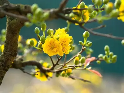 Mùa xuân hoa mai Cần Thơ vàng rực rỡ bên sông nước