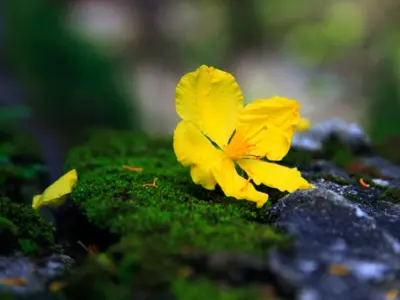 Ngắm hoa mai khoe sắc đón xuân Sài Gòn rộn ràng