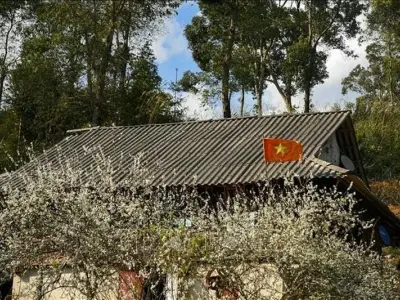 Hoa mận trắng Điện Biên tô điểm sắc xuân rực rỡ