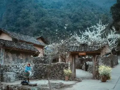 Mùa xuân Hà Giang dịu dàng với sắc trắng hoa mận