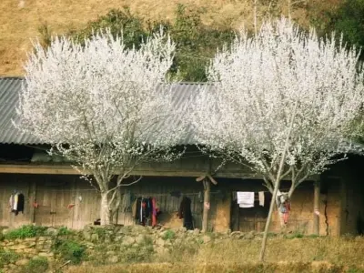 Mùa xuân hoa mận Lào Cai bung nở trắng trời thơ mộng