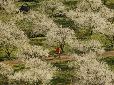 Mùa xuân hoa mận Sapa bung nở trắng trời Tây Bắc
