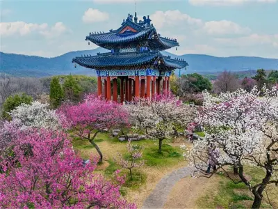 Ngắm mùa xuân hoa mận Trung Quốc đẹp như tranh vẽ