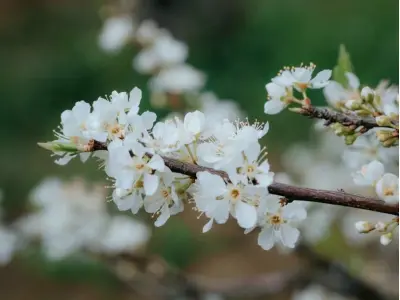 Khám phá mùa xuân hoa mận Yên Bái trắng muốt tinh khôi