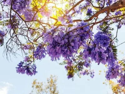 Mùa hoa phượng tím Jacarand Nam Phi rực rỡ tuyệt đẹp