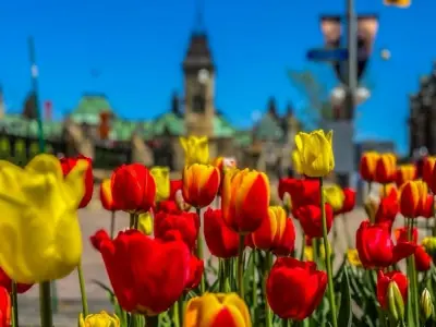 Mùa xuân hoa tulip Canada rực rỡ sắc màu tuyệt đẹp