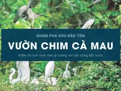 Sân chim Cà Mau - Hệ sinh thái chim độc đáo miền Tây