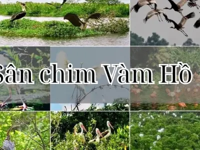 Sân chim Vàm Hồ - Khu bảo tồn thiên nhiên quý hiếm Bến Tre