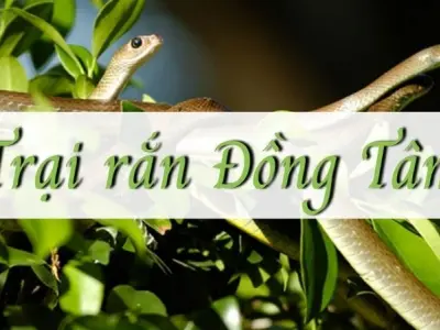 Trại rắn Đồng Tâm - Điểm đến kỳ lạ giữa lòng Tiền Giang