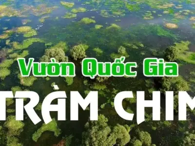 Vườn Quốc gia Tràm Chim - Trải nghiệm sinh thái rừng tràm