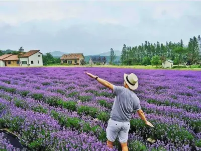 Sự thật phía sau cánh đồng hoa tử đinh hương Đà Lạt nổi tiếng