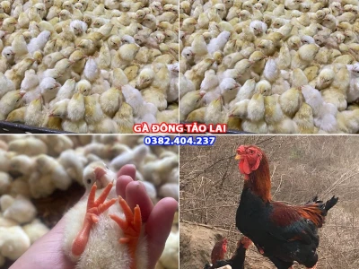 Bí quyết chọn Gà Đông Tảo Giống thuần chủng và địa chỉ uy tín năm 2026