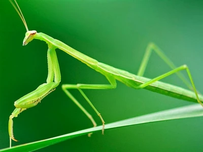 Bọ ngựa ăn gì? Khám phá thế giới ẩm thực và tập tính săn mồi độc đáo