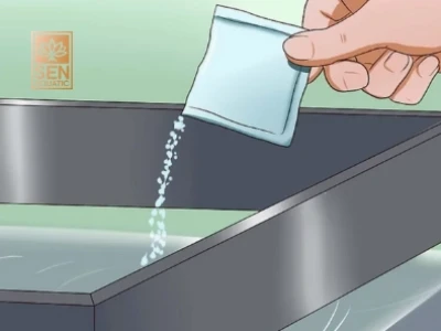 Cá Bị Nấm Trắng: Nguyên Nhân, Dấu Hiệu Và Cách Điều Trị Hiệu Quả