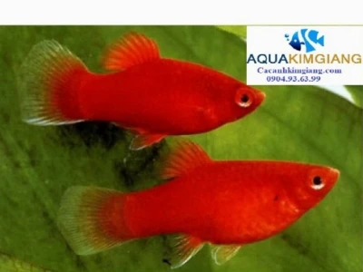 Cá Mún Đỏ Toàn Tập: Nuôi dưỡng, chăm sóc và những điều cần biết
