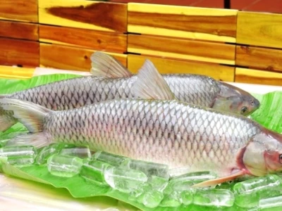Cá Trắm Cỏ: Khám Phá Đặc Điểm, Giá Trị Dinh Dưỡng và Bí Quyết Nuôi