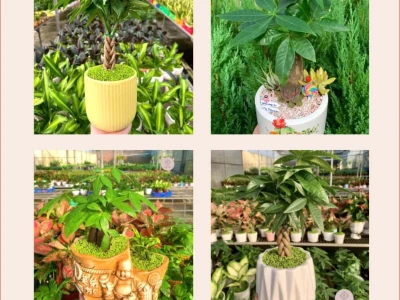 Cây Kim Ngân Để Bàn Ý Nghĩa và Cách Chăm Sóc Hiệu Quả