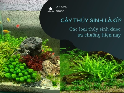 Cây Thủy Sinh: Hướng Dẫn Chi Tiết Từ A-Z Cho Người Mới Bắt Đầu 2026