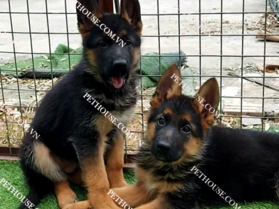 Chó Becgie Đức thuần chủng và lai: Đặc điểm, cách nhận biết và nuôi dưỡng
