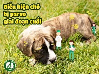 Chó bị Parvo giai đoạn đầu: Nhận biết sớm, cứu sống kịp thời