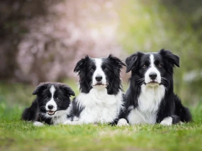 Chó Border Collie Giá Bao Nhiêu? Hướng Dẫn Nuôi Và Chăm Sóc Toàn Diện