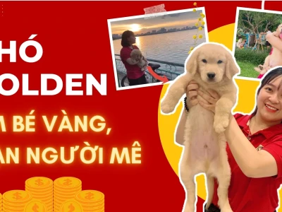 Chó Golden Giá Bao Nhiêu? Cập Nhật Bảng Giá Mới Nhất 2026