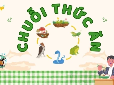 Chuỗi thức ăn là gì? Khám phá các tầng bậc và vai trò trong hệ sinh thái