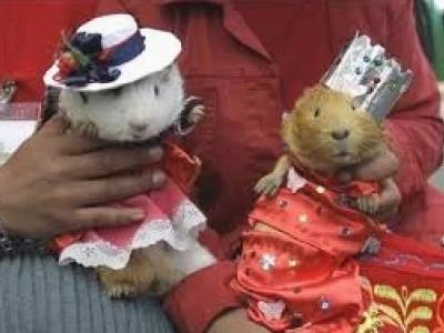 Chuột Lang Guinea Pig: Nuôi Dưỡng Đúng Cách Cho Bé Khỏe Mạnh Toàn Diện
