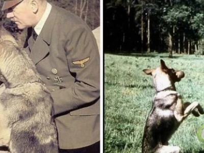 Giải mã hiện tượng "mèo Hitler": Sự thật đằng sau bộ ria mép đặc biệt