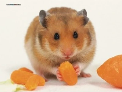 Hamster Bear Gấu: Người Bạn Nhỏ Đáng Yêu Cho Mọi Gia Đình