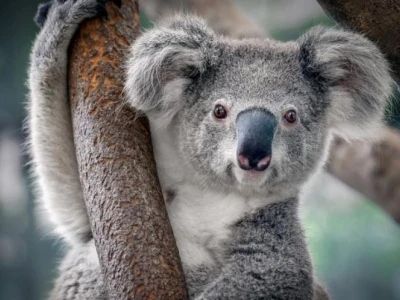 Khám phá bộ não độc đáo của gấu Koala: Cấu trúc và đặc điểm