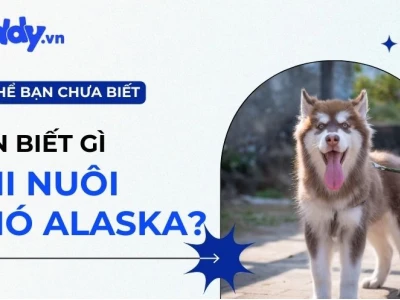Khám Phá Chó Alaska Nhỏ: Đặc Điểm, Cách Nuôi và Giá Cả Chi Tiết