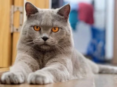 Khám Phá Giống Mèo British Shorthair: Đặc Điểm và Cách Chăm Sóc Toàn Diện
