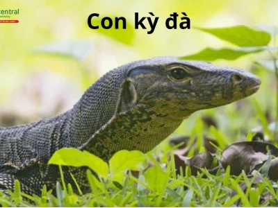 Khám phá kỳ đà, loài bò sát khổng lồ độc đáo của Việt Nam