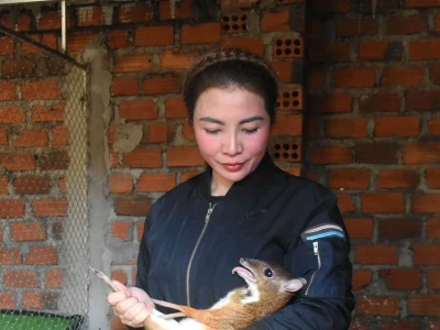Khám phá mô hình nuôi con cheo độc đáo: Cơ hội làm giàu mới