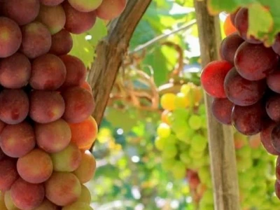 Khám phá Nho Ninh Thuận: Hương vị đặc trưng và địa chỉ mua sắm uy tín năm 2026