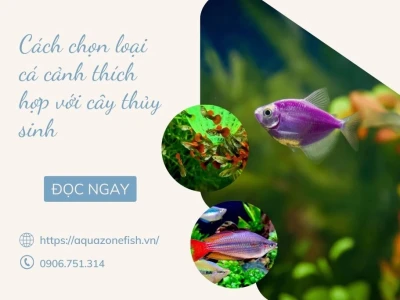 Khám phá thế giới cá thủy sinh: Chọn lựa và chăm sóc cho bể cá của bạn