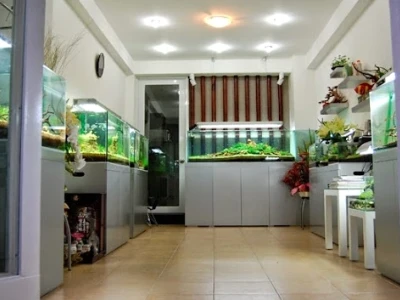 Khám phá thế giới lọc bể cá: Hướng dẫn chọn lựa và sử dụng hiệu quả