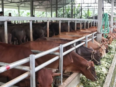 Khám phá thế giới trâu bò: Nuôi dưỡng, đặc điểm và vai trò trong nông nghiệp