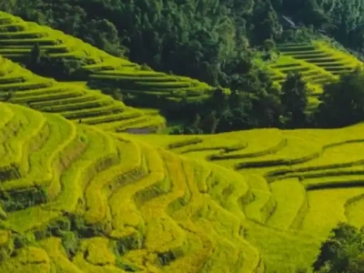 Khám phá vẻ đẹp ruộng bậc thang Việt Nam - Di sản văn hóa