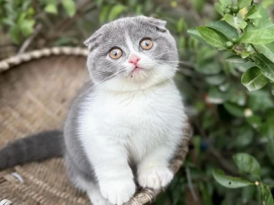 Mèo tai cụp Scottish Fold: Nguồn gốc, đặc điểm và cách chăm sóc chi tiết